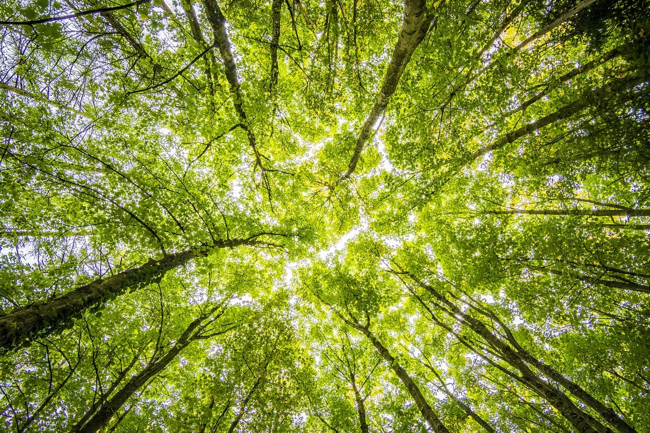 Ecosia - how to spend your ad budget on the planet!